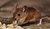 24 Hour & Emergency Exterminators in Davis, OK